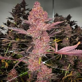 Tropicana Cherry > Barney's Farm